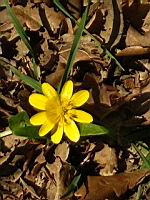 Ficaire (Jarrie, 2019-03)(3)